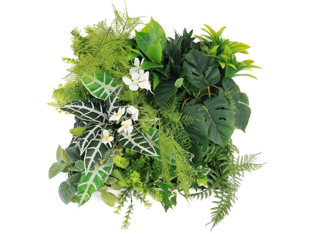 Alocasia Elefantenohr